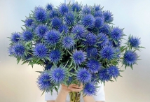 HOA TƯƠI QUẬN 12