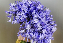 Địa Chỉ Shop Hoa Tươi Quận 12 ☎️ Giao Hoa Nhanh Tại Q12